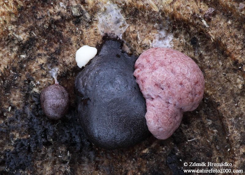 hřívovka černá, Amaurochaete atra, Stemonitidaceae (Houby, Fungi)